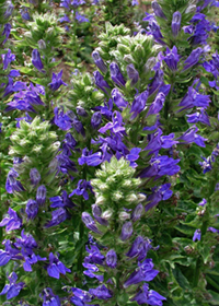 Lobelia siphilitica 